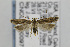  ( - CNCLEP00097449)  @14 [ ] CreativeCommons - Attribution Non-Commercial Share-Alike (2013) Jean-Francois Landry Canadian National Collection