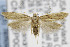  ( - CNCLEP00097450)  @14 [ ] CreativeCommons - Attribution Non-Commercial Share-Alike (2013) Jean-Francois Landry Canadian National Collection