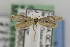  ( - CNCLEP00098039)  @13 [ ] CreativeCommons - Attribution Non-Commercial Share-Alike (2013) Jean-Francois Landry Canadian National Collection