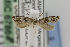  ( - CNCLEP00098040)  @13 [ ] CreativeCommons - Attribution Non-Commercial Share-Alike (2013) Jean-Francois Landry Canadian National Collection