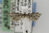  ( - CNCLEP00098041)  @12 [ ] CreativeCommons - Attribution Non-Commercial Share-Alike (2013) Jean-Francois Landry Canadian National Collection