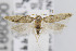  ( - CNCLEP00099106)  @14 [ ] CreativeCommons - Attribution Non-Commercial Share-Alike (2013) Jean-Francois Landry Canadian National Collection