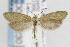  ( - CNCLEP00099230)  @14 [ ] CreativeCommons - Attribution Non-Commercial Share-Alike (2013) Jean-Francois Landry Canadian National Collection