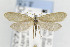  ( - CNCLEP00099233)  @12 [ ] CreativeCommons - Attribution Non-Commercial Share-Alike (2013) Jean-Francois Landry Canadian National Collection