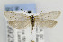  ( - CNCLEP00099237)  @13 [ ] CreativeCommons - Attribution Non-Commercial Share-Alike (2013) Jean-Francois Landry Canadian National Collection