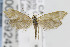  ( - CNCLEP00099242)  @13 [ ] CreativeCommons - Attribution Non-Commercial Share-Alike (2013) Jean-Francois Landry Canadian National Collection
