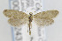  ( - CNCLEP00099243)  @14 [ ] CreativeCommons - Attribution Non-Commercial Share-Alike (2013) Jean-Francois Landry Canadian National Collection