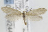  ( - CNCLEP00099244)  @13 [ ] CreativeCommons - Attribution Non-Commercial Share-Alike (2013) Jean-Francois Landry Canadian National Collection