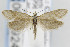  ( - CNCLEP00099247)  @13 [ ] CreativeCommons - Attribution Non-Commercial Share-Alike (2013) Jean-Francois Landry Canadian National Collection