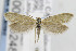  ( - CNCLEP00099248)  @14 [ ] CreativeCommons - Attribution Non-Commercial Share-Alike (2013) Jean-Francois Landry Canadian National Collection