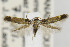  ( - CNCLEP00099268)  @13 [ ] CreativeCommons - Attribution Non-Commercial Share-Alike (2013) Jean-Francois Landry Canadian National Collection