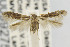  ( - CNCLEP00099275)  @14 [ ] CreativeCommons - Attribution Non-Commercial Share-Alike (2013) Jean-Francois Landry Canadian National Collection