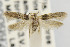  ( - CNCLEP00099276)  @14 [ ] CreativeCommons - Attribution Non-Commercial Share-Alike (2013) Jean-Francois Landry Canadian National Collection