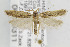 ( - CNCLEP00099311)  @14 [ ] CreativeCommons - Attribution Non-Commercial Share-Alike (2013) Jean-Francois Landry Canadian National Collection