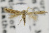  (Melanocinclis vibex - CNCLEP00099359)  @13 [ ] CreativeCommons - Attribution Non-Commercial Share-Alike (2013) Jean-Francois Landry Canadian National Collection