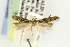  ( - EMEC331006)  @11 [ ] Copyright (2012) Unspecified Essig Museum of Entomology