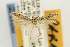  ( - EMEC331022)  @11 [ ] Copyright (2012) Unspecified Essig Museum of Entomology