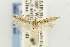  ( - EMEC331023)  @11 [ ] Copyright (2012) Unspecified Essig Museum of Entomology