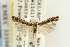  ( - EMEC331047)  @11 [ ] Copyright (2012) Unspecified Essig Museum of Entomology