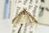  ( - EMEC331048)  @11 [ ] Copyright (2012) Unspecified Essig Museum of Entomology