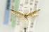  ( - EMEC331050)  @11 [ ] Copyright (2012) Unspecified Essig Museum of Entomology