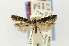  ( - EMEC68932)  @11 [ ] Copyright (2012) Unspecified Essig Museum of Entomology