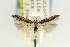  ( - EMEC71077)  @11 [ ] Copyright (2012) Unspecified Essig Museum of Entomology