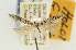  ( - EMEC80278)  @11 [ ] Copyright (2012) Unspecified Essig Museum of Entomology