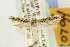  ( - EMEC80287)  @11 [ ] Copyright (2012) Unspecified Essig Museum of Entomology