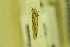  ( - MZH-LEP00000044)  @12 [ ] Copyright (2012) Lauri Kaila Zoological Museum of Helsinki
