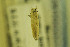  ( - MZH-LEP00000045)  @12 [ ] Copyright (2012) Lauri Kaila Zoological Museum of Helsinki