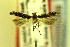  ( - MZH-LEP00000069)  @12 [ ] Copyright (2012) Lauri Kaila Zoological Museum of Helsinki