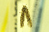  ( - MZH-LEP00000085)  @11 [ ] Copyright (2012) Lauri Kaila Zoological Museum of Helsinki