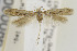  (Scrobipalpula new sp. 2 - MZH-LEP00000086.1)  @11 [ ] Copyright (2013) Jean-Francois Landry Canadian National Collection