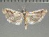  (Macrorrhinia parvulella - JEH20151104D)  @13 [ ] Copyright (2016) James E. Hayden Florida State Collection of Arthropods