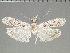  (Macrorrhinia dryadella - JEH20151104E)  @14 [ ] Copyright (2016) James E. Hayden Florida State Collection of Arthropods