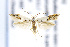  ( - AC005842)  @13 [ ] Copyright (2016) Jean-Francois Landry Canadian National Collection of Insects