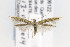  ( - AC006122)  @11 [ ] Copyright (2015) Jean-Francois Landry Canadian National Collection of Insects, Arachnids and Nematodes