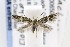  ( - AC006502)  @13 [ ] Copyright (2015) Jean-Francois Landry Canadian National Collection of Insects, Arachnids and Nematodes