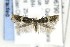  ( - AC006790)  @12 [ ] Copyright (2015) Jean-Francois Landry Canadian National Collection of Insects, Arachnids and Nematodes