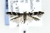  ( - AC006936)  @14 [ ] Copyright (2015) Jean-Francois Landry Canadian National Collection of Insects, Arachnids and Nematodes
