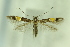  ( - CNCLEP00007750)  @11 [ ] Copyright (2018) Jean-Francois Landry Canadian National Collection of Insects