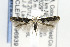  (Mompha JFL02 - CNCLEP00096939)  @14 [ ] CreativeCommons - Attribution Non-Commercial Share-Alike (2015) Jean-Francois Landry Canadian National Collection of Insects, Arachnids and Nematodes