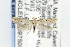  ( - CNCLEP00097509)  @13 [ ] CreativeCommons - Attribution Non-Commercial Share-Alike (2015) Jean-Francois Landry Canadian National Collection of Insects, Arachnids and Nematodes