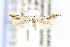  ( - CNCLEP00112013)  @13 [ ] CreativeCommons - Attribution Non-Commercial Share-Alike (2016) Jean-Francois Landry Canadian National Collection of Insects