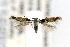  ( - CNCLEP00112207)  @13 [ ] CreativeCommons - Attribution Non-Commercial Share-Alike (2016) Jean-Francois Landry Canadian National Collection of Insects