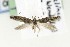  ( - CNCLEP00114188)  @11 [ ] CreativeCommons - Attribution Non-Commercial Share-Alike (2015) Jean-Francois Landry Canadian National Collection of Insects, Arachnids and Nematodes