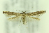  ( - CNCLEP00114459)  @13 [ ] Copyright (2018) Jean-Francois Landry Canadian National Collection of Insects