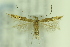  ( - CNCLEP00114811)  @11 [ ] Copyright (2018) Jean-Francois Landry Canadian National Collection of Insects
