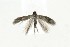  ( - CNCLEP00119484)  @12 [ ] CreativeCommons - Attribution Non-Commercial Share-Alike (2015) Jean-Francois Landry Canadian National Collection of Insects, Arachnids and Nematodes